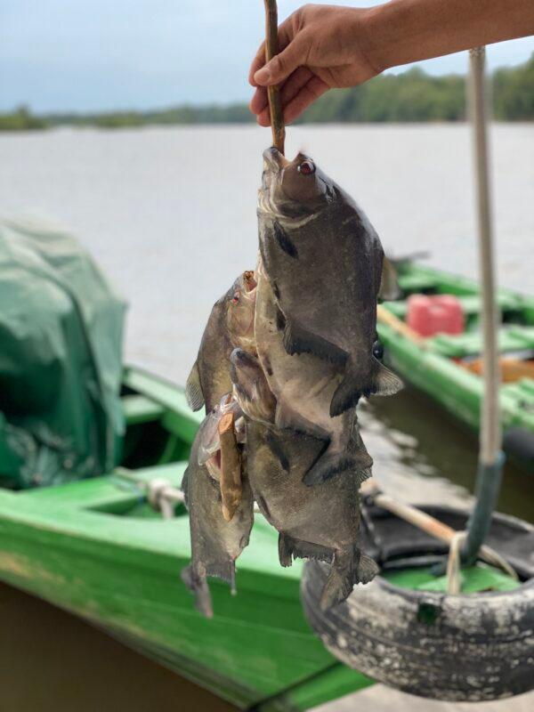 Fishing for piranhas. (Skye Sherman)