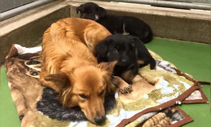 Worried Dog Sneaks Out of Kennel Just to Comfort Two Scared, Crying Foster Puppies