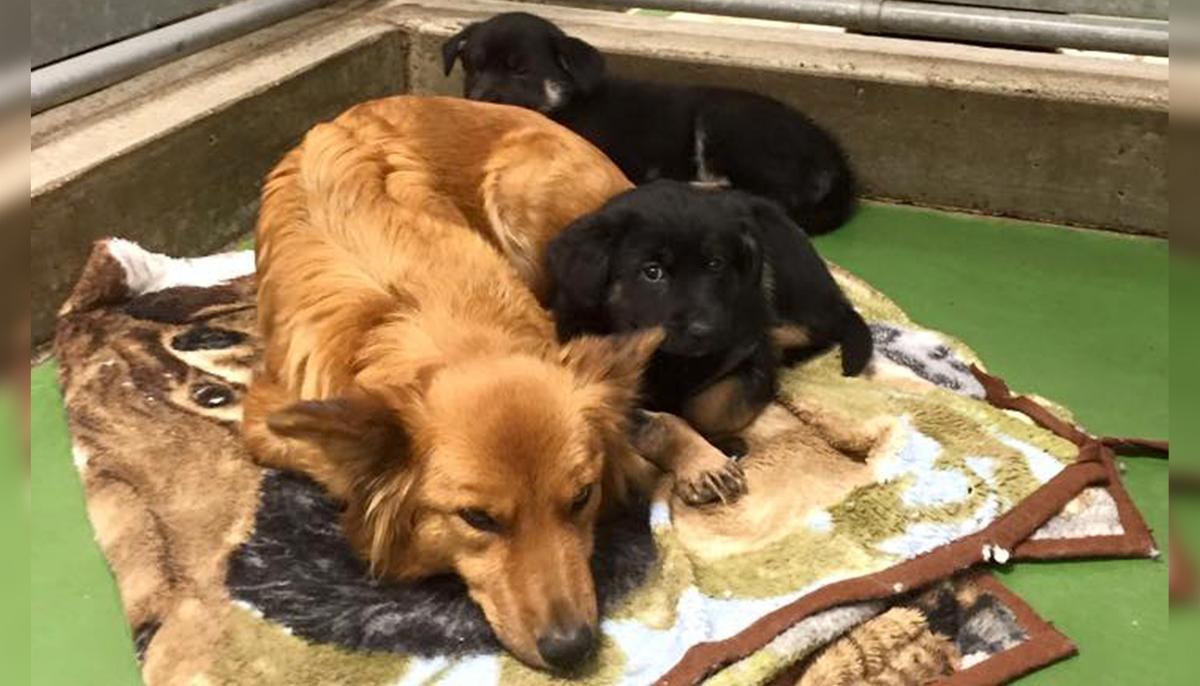Worried Dog Sneaks Out of Kennel Just to Comfort Two Scared, Crying Foster Puppies
