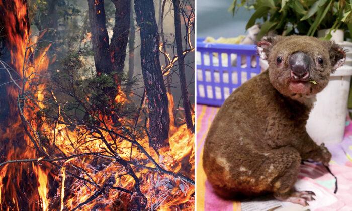 Meet the Two Heroic Dogs Rescuing Koalas From Australia’s Deadly Bushfires
