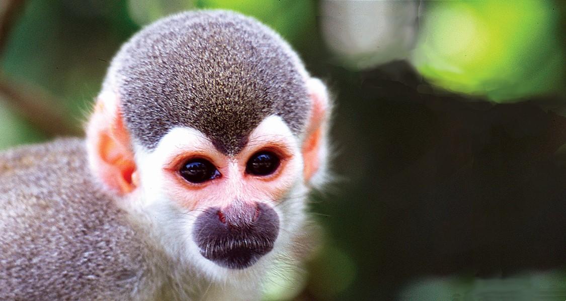 A squirrel monkey. (Courtesy of Amazon Nature Tours)