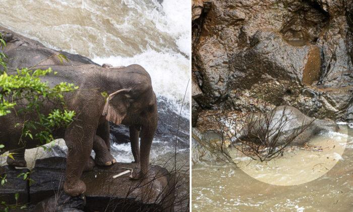 11 Elephants Tragically Plunge to Their Deaths Trying to Save Fallen Calf at Notorious Waterfall in Thailand