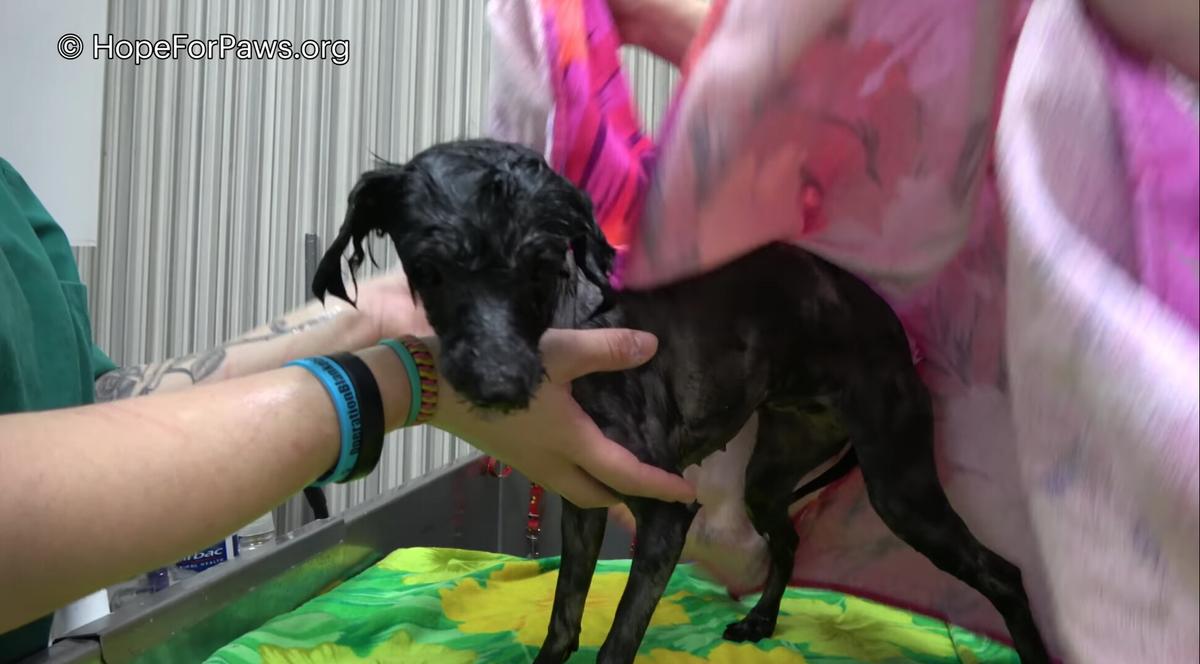 ©YouTube Screenshot | <a href="https://www.youtube.com/watch?v=ncL9JMx2bvc">Hope For Paws - Official Rescue Channel </a>