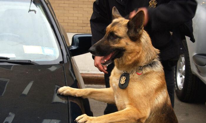 Video Captures Police Dog Taking Down Knife-wielding Suspect Who Punched Cop in the Face