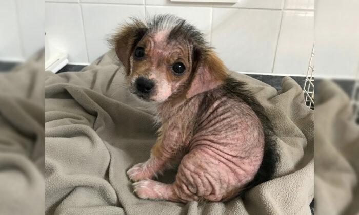 Pup That Lost Fur Due to Mange Looks Unrecognizable After Being Nursed Back to Health