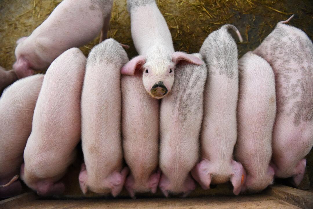 Disease That Killed Millions of China’s Pigs Poses Global Threat