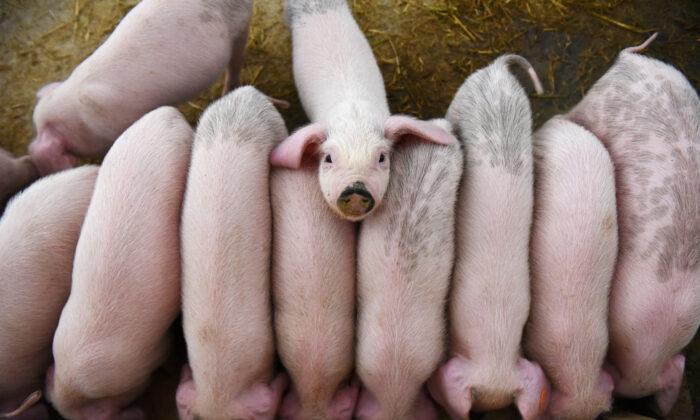 China Big Pig Farms to Work With Small Ones in $7 Billion Plan to Boost Hog Output
