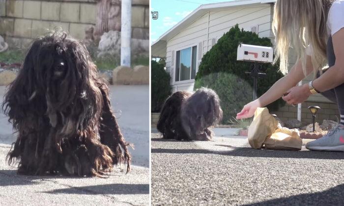 Scared, Matted Homeless Dog Avoids Humans for 2 Years–Until a Group of Strangers Win Her Trust