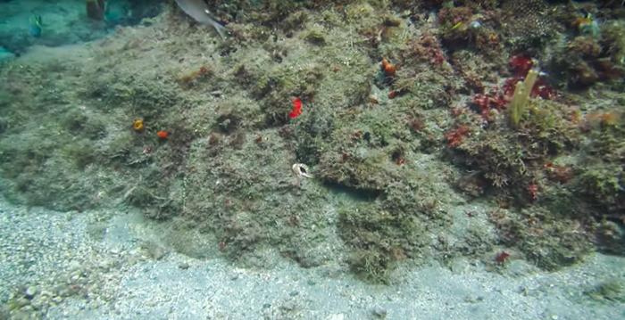 Master of Disguise: Diver Captures Masterfully Camouflaged Octopus on Video