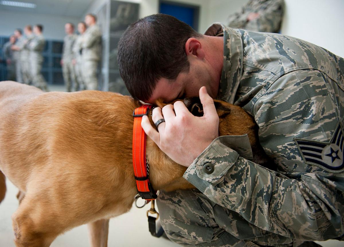 Max, a retiring military dog (<a href="https://www.dvidshub.net/image/576064/every-military-working-dog-has-his-day">Senior Airman William O'Brien</a>/DVIDS)