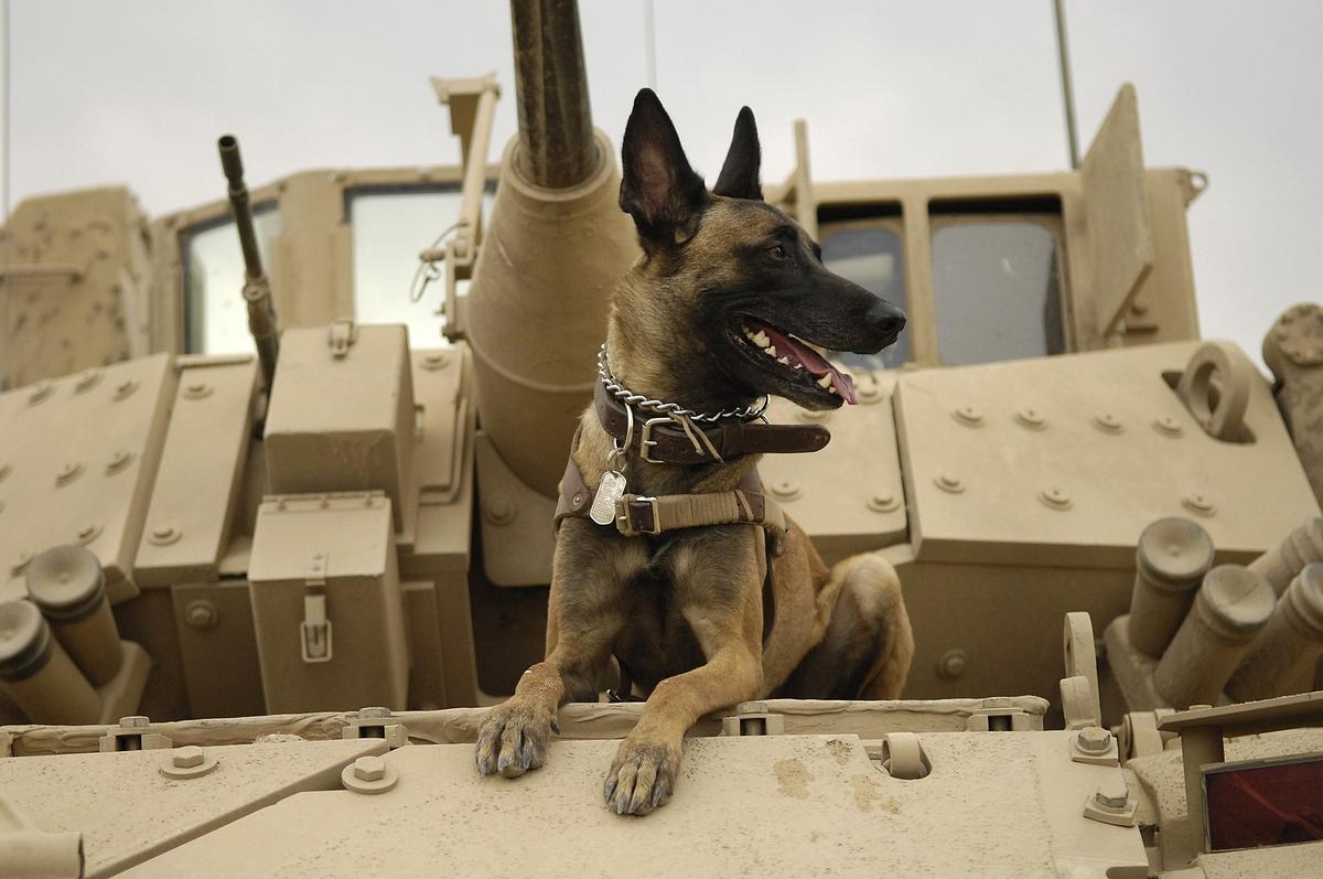 (<a href="https://en.wikipedia.org/wiki/File:U.S._Air_Force_military_working_dog_Jackson_sits_on_a_U.S._Army_M2A3_Bradley_Fighting_Vehicle_before_heading_out_on_a_mission_in_Kahn_Bani_Sahd,_Iraq,_Feb._13,_2007.jpg#/media/File:U.S._Air_Force_military_working_dog_Jackson_sits_on_a_U.S._Army_M2A3_Bradley_Fighting_Vehicle_before_heading_out_on_a_mission_in_Kahn_Bani_Sahd,_Iraq,_Feb._13,_2007.jpg">Staff Sgt. Stacy L. Pearsall</a>/U.S. Air Force)