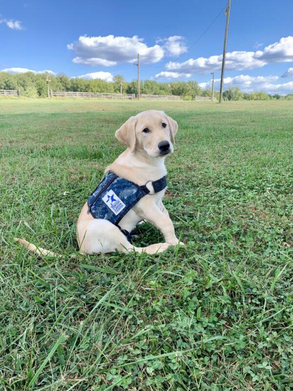 A service dog in training. (Courtesy of Warrior Canine Connection)
