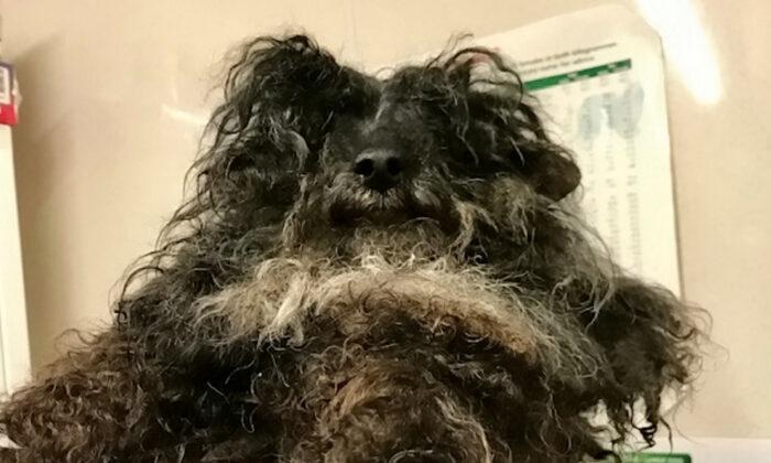 Rescue Staff Shave Matted Hair Off Neglected Dog’s Face So it Can Open Mouth to Eat