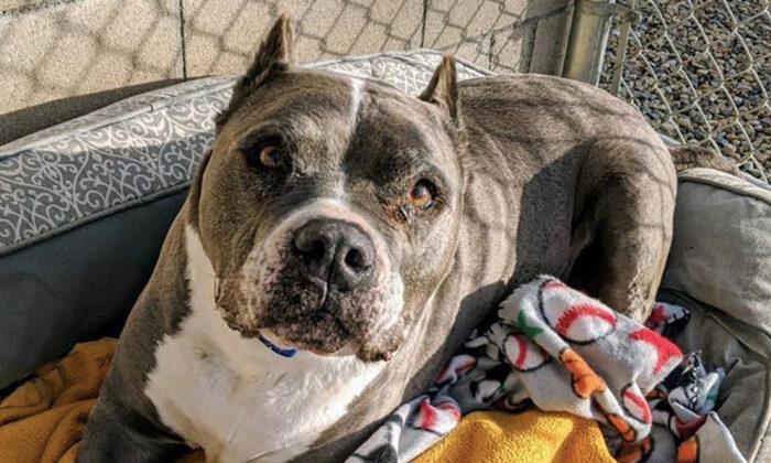 Senior Dog Spends 5 Lonely Years in California Shelter, Until Finally Getting Adopted for Christmas