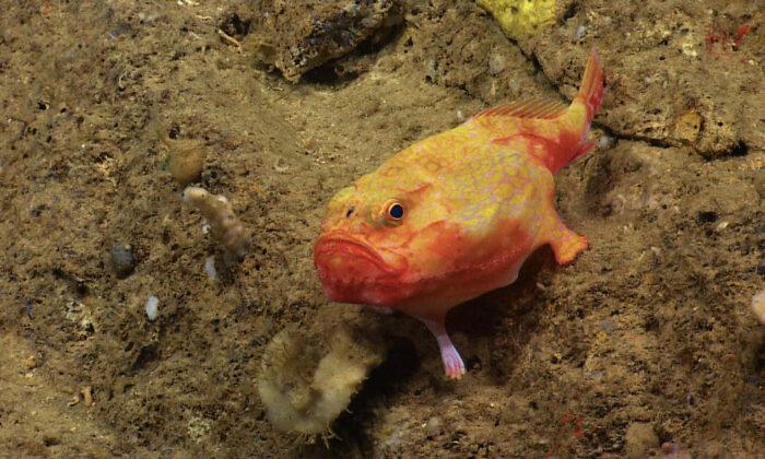 Extraordinary Deep-sea Footage Captures Fish With ‘Feet’ Walking Across the Ocean Floor