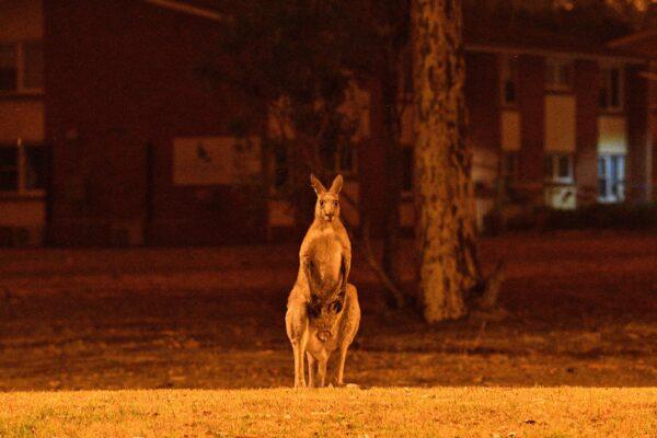This picture taken on Dec. 31, 2019 shows a kangaroo trying to move away from nearby bushfires at a residential property near the town of Nowra in the Australian state of New South Wales. Fire-ravaged Australia has launched a major operation to reach thousands of people stranded in seaside towns after deadly bushfires ripped through popular tourist areas on New Year's Eve. (SAEED KHAN / AFP) (Photo by SAEED KHAN/AFP via Getty Images)