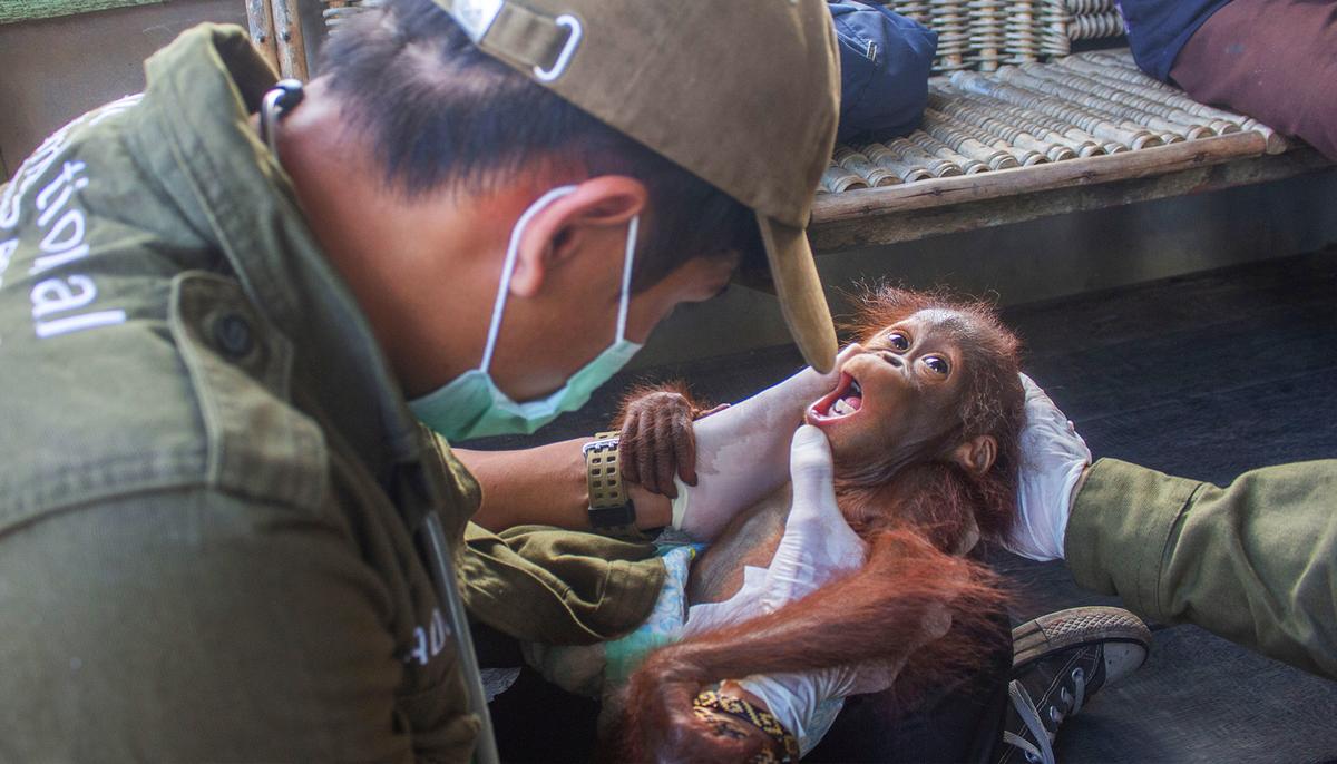 Baby Orangutan Separated From Its Mother Is Rescued in a Remote Village in Indonesia