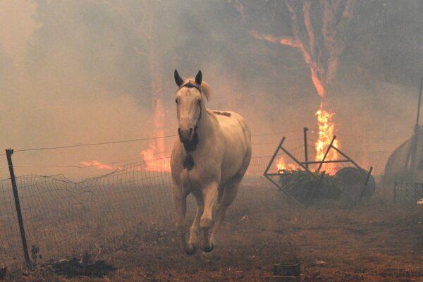 This picture taken on Dec. 31, 2019 shows a horse trying to move away from nearby bushfires at a residential property near the town of Nowra in the Australian state of New South Wales. (SAEED KHAN / AFP) (Photo by SAEED KHAN/AFP via Getty Images)