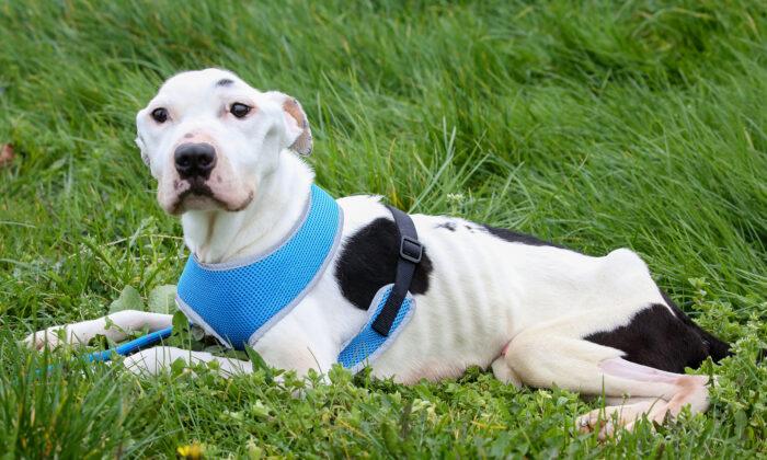 Starving Dog That Ate Glass and Old Batteries to Survive Now Awaits a Forever Home
