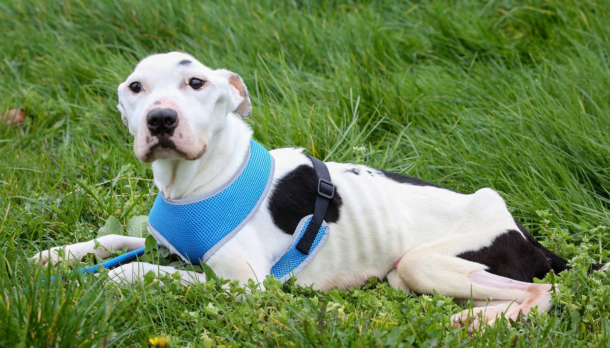 Starving Dog That Ate Glass and Old Batteries to Survive Now Awaits a Forever Home