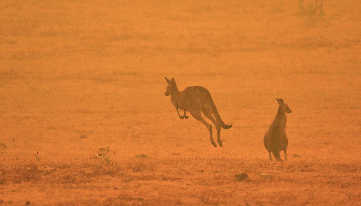 Australian Zookeepers Take a Stand as Deadly Wildfires Advance, Protect Hundreds of Animals in New South Wales