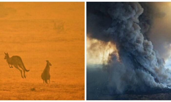 1 Billion Animals Now Estimated Dead in Australia’s Wildfires: Experts