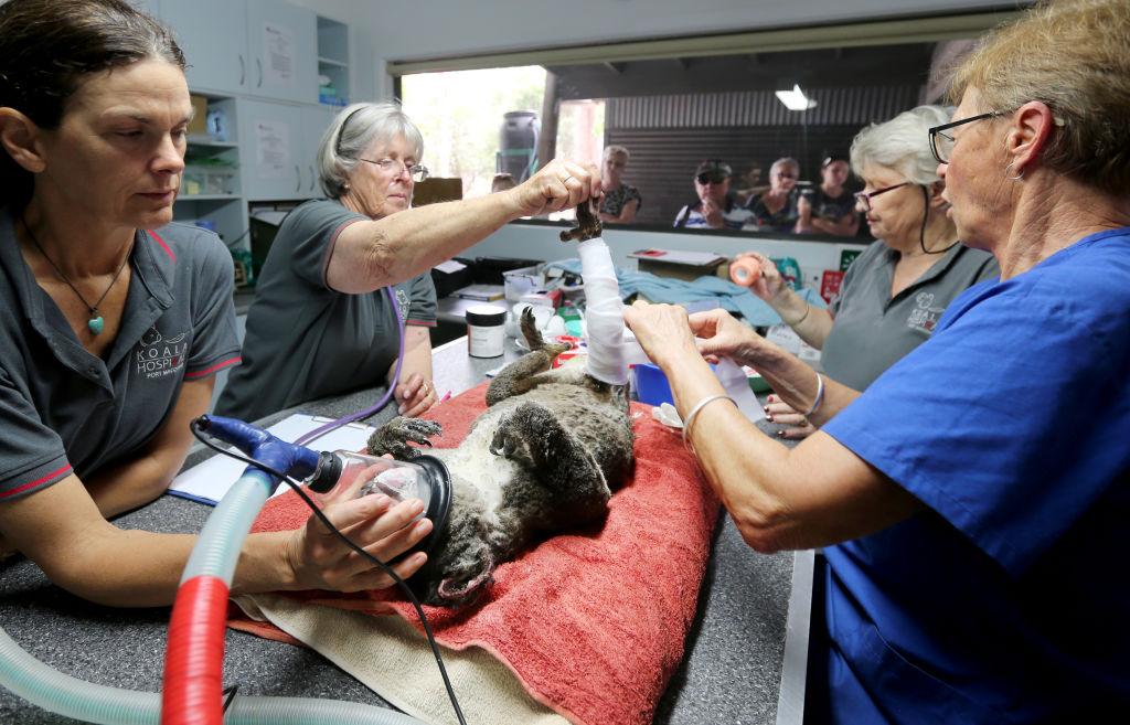 (L–R) Rebecca Turner, Judy Brady, Sheila Bailey, and Cheyne Flanagan treat a koala named "Peter" from Lake Innes Nature Reserve at Australia's Port Macquarie Koala Hospital on Nov. 29, 2019. (©Getty Images | <a href="https://www.gettyimages.com/detail/news-photo/rebecca-turner-judy-brady-sheila-bailey-and-clinical-news-photo/1185446569?adppopup=true">Nathan Edwards</a>)