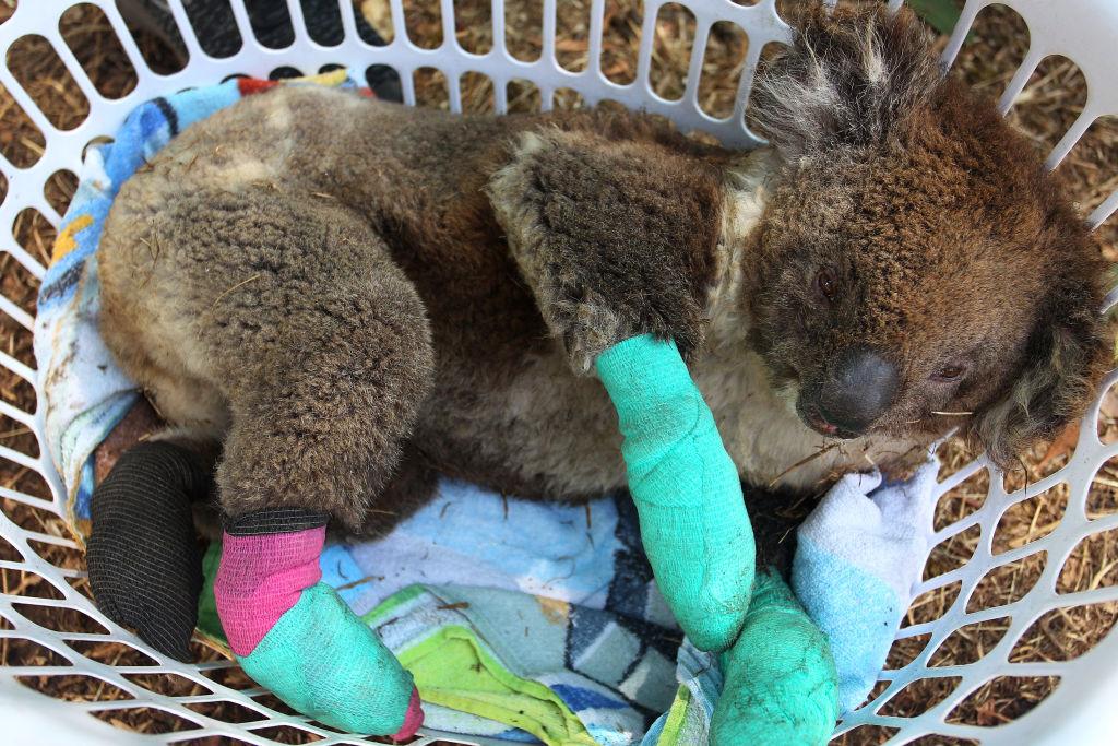 An injured koala rests in a washing basket at the Kangaroo Island Wildlife Park in Australia's Parndana region on Jan. 8, 2020. (©Getty Images | <a href="https://www.gettyimages.com/detail/news-photo/an-injured-koala-rests-in-a-washing-basket-at-the-kangaroo-news-photo/1198156433?adppopup=true">Lisa Maree Williams</a>)