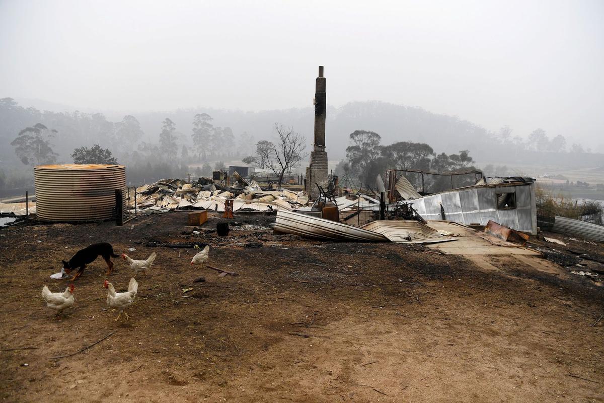 Chickens mill around a burnt out property in Kiah, Australia, on Jan. 8, 2020. (Reuters/Tracey Nearmy)