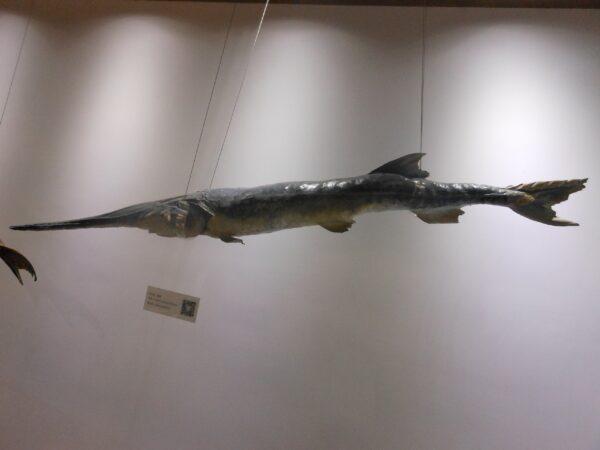 A mature Psephurus gladius (Chinese Paddlefish) exhibited in the Wuhan Institute of Hydrobiology of the Chinese Academy of Sciences.<br/>(Alneth/CC BY-SA 4.0/Wikimedia Commons)