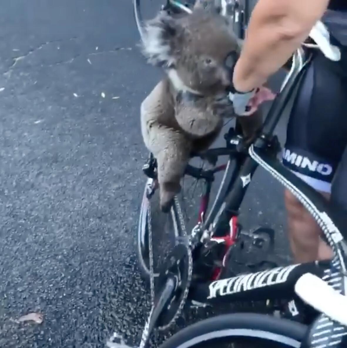  ©Instagram Video Screenshot | <a href="https://www.instagram.com/p/B6jjpHMlStM/">bikebug2019 </a>
