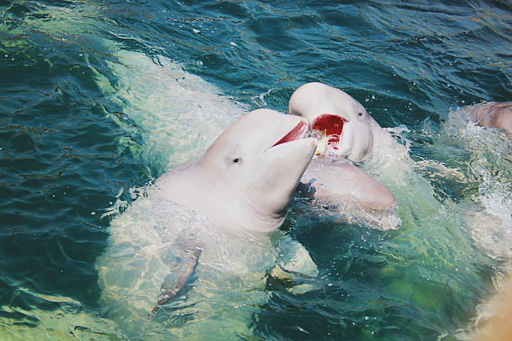 Illustration - Shutterstock | <a href="https://www.shutterstock.com/image-photo/two-beluga-whales-swimming-blue-sea-416505286">Navidim</a>