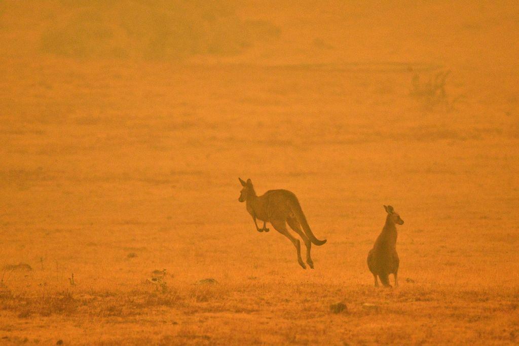 Two kangaroos navigate a field shrouded in smoke in Snowy Valley on the outskirts of Cooma, Australia, on Jan. 4, 2020. (©Getty Images | <a href="https://www.gettyimages.com/detail/news-photo/kangaroo-jumps-in-a-field-amidst-smoke-from-a-bushfire-in-news-photo/1191555626?adppopup=true">SAEED KHAN</a>)