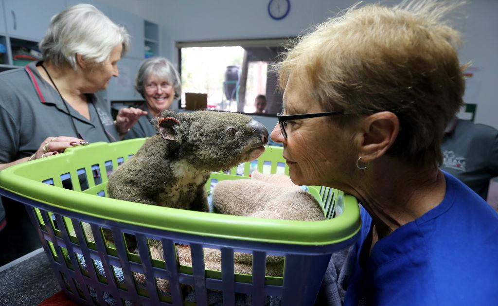 (L–R) Sheila Bailey, Judy Brady, and Cheyne Flanagan tend to a koala named "Paul" at Australia's Port Macquarie Koala Hospital on Nov. 29, 2019. (©Getty Images | <a href="https://www.gettyimages.com/detail/news-photo/sheila-bailey-judy-brady-and-clinical-director-cheyne-news-photo/1185446575?adppopup=true">Nathan Edwards</a>)