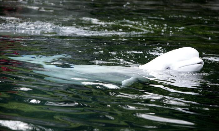 Incredible Footage Captures Beluga Whales Singing Back at Kayaker’s Song