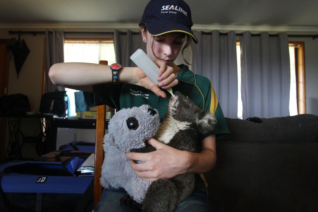 Volunteer wildlife carer Minka Macaule, 14, feeds an injured koala joey at the Kangaroo Island Wildlife Park on Jan. 8, 2020. (©Getty Images | <a href="https://www.gettyimages.com/detail/news-photo/volunteer-wildlife-carer-minka-macaule-feeds-an-injured-news-photo/1198154832?adppopup=true">Lisa Maree Williams</a>)