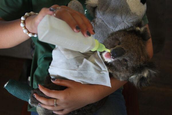 A volunteer wildlife carer feeds an injured koala joey at the Kangaroo Island Wildlife Park in the Parndana region on Jan. 8, 2020 on Kangaroo Island, Australia. (Lisa Maree Williams/Getty Images)