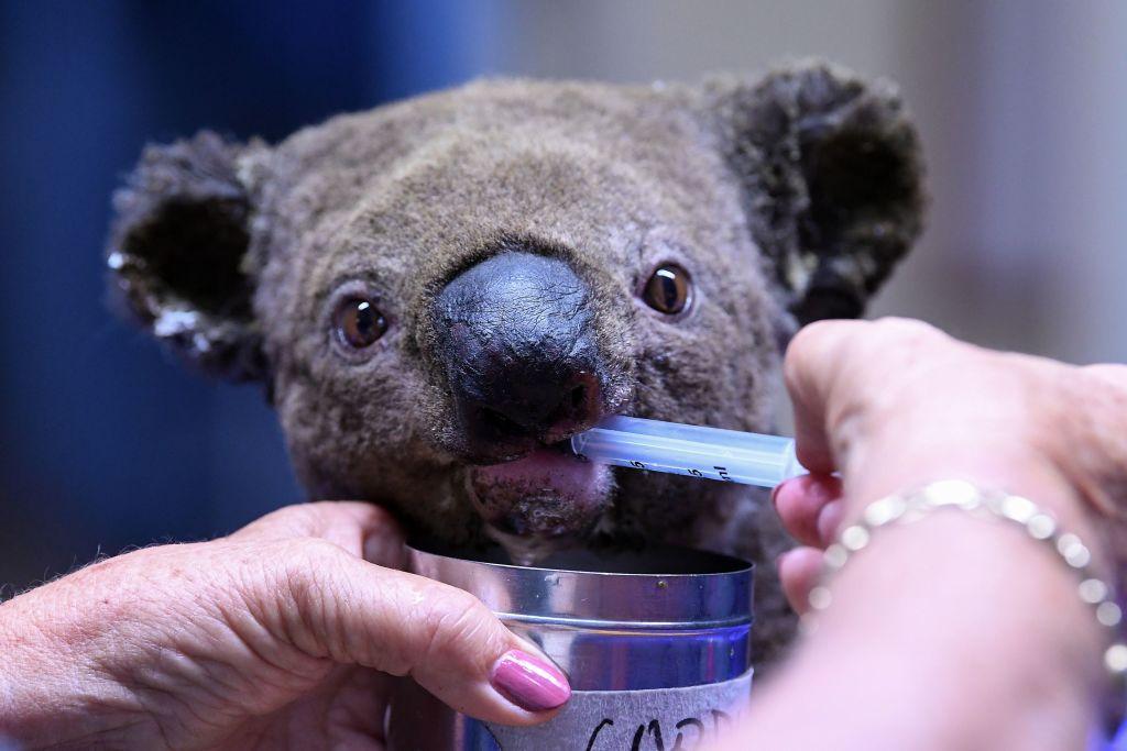 A rescued, dehydrated koala receives treatment at the Port Macquarie Koala Hospital on Nov. 2, 2019. (©Getty Images | <a href="https://www.gettyimages.com/detail/news-photo/dehydrated-and-injured-koala-receives-treatment-at-the-port-news-photo/1179422614?adppopup=true">SAEED KHAN</a>)