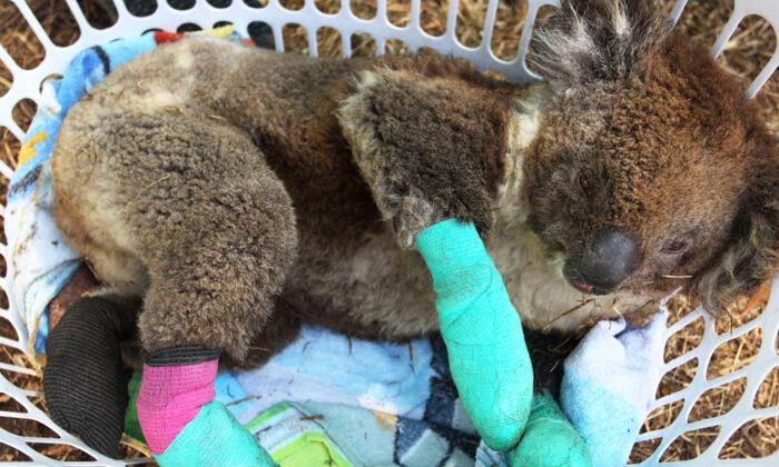 ‘Crocodile Hunter’s’ Son Robert Irwin Tearfully Highlights Plight of Koalas in Australia’s Bushfires