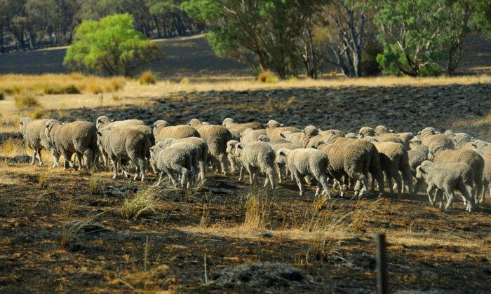 Border Collie Saves Flock of 900 Sheep by Herding Them Away From Raging Bushfires in Australia