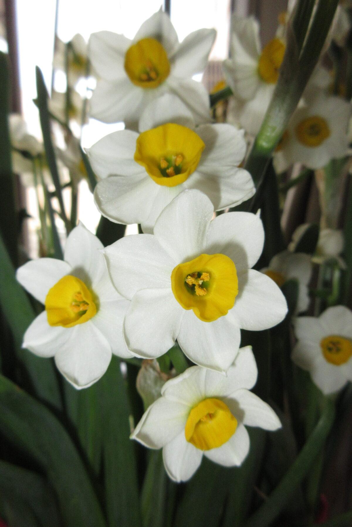 Paperwhite daffodils, also called the Chinese sacred lily, in bloom. A good display of daffodils on Chinese New Year’s Day ensures good fortune for the coming year. (YimOyuanbellshesn, CC BY-SA 4.0)