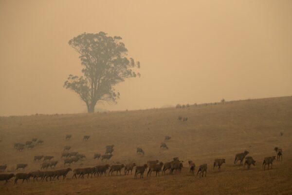 Sheep graze in a field shrouded with smoke haze near at Burragate, Australia on Jan. 11, 2020. (Rick Rycroft/AP Photo)