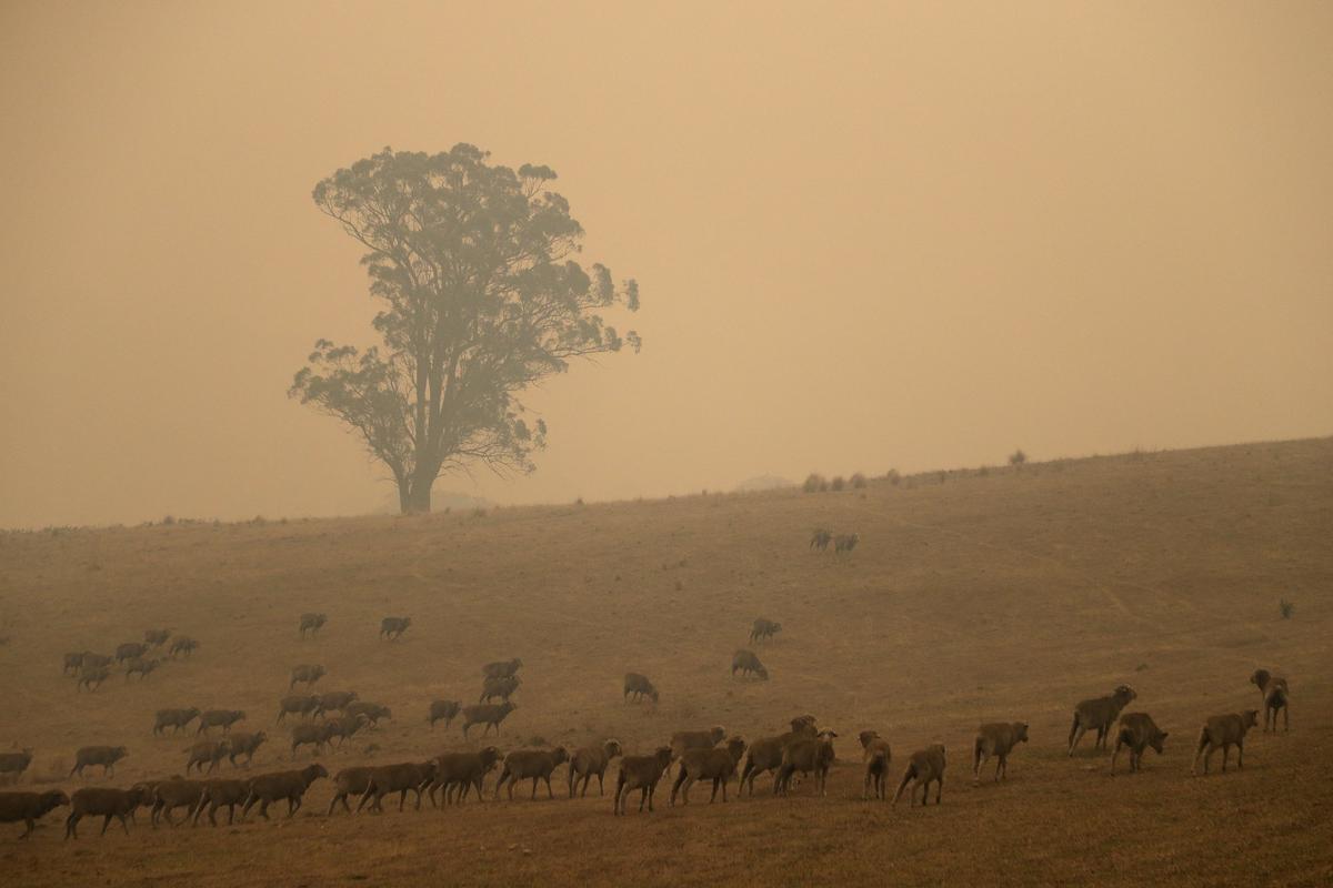 Sheep graze in a field shrouded with smoke haze near Burragate, Australia, on Jan. 11, 2020. (Rick Rycroft/AP Photo)