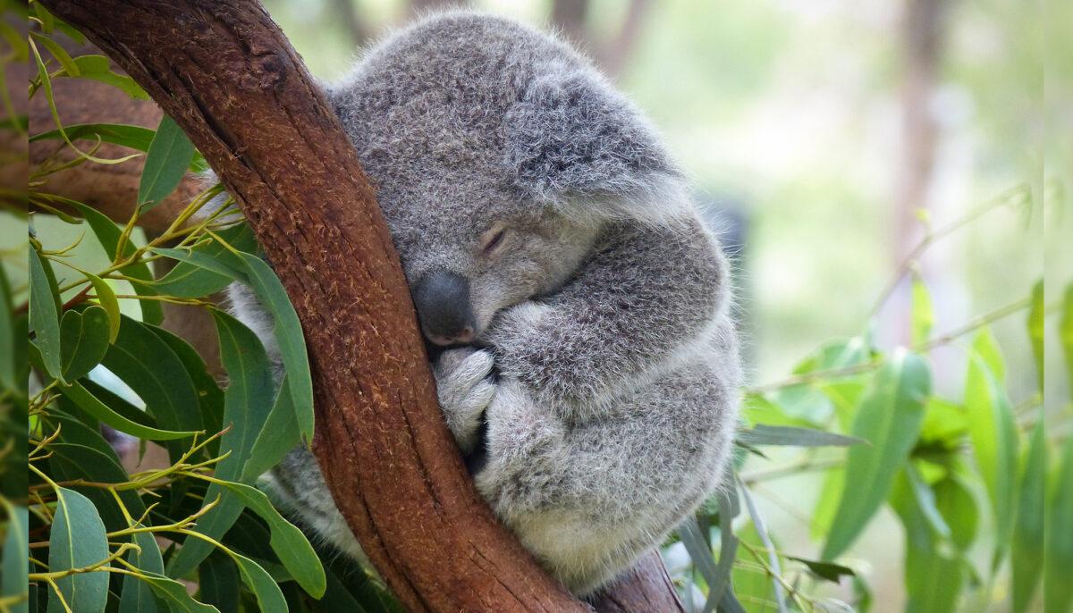 Baby koala sleeping. (Illustration - Shutterstock)