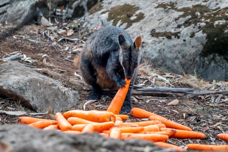 A wallaby eats a carrot after NSW's National Parks and Wildlife Service staff air-dropped them in wildfire-stricken areas around Wollemi and Yengo National Parks, New South Wales, Australia, on Jan. 11, 2020. (NSW DPIE Environment, Energy and Science/Handout via Reuters)