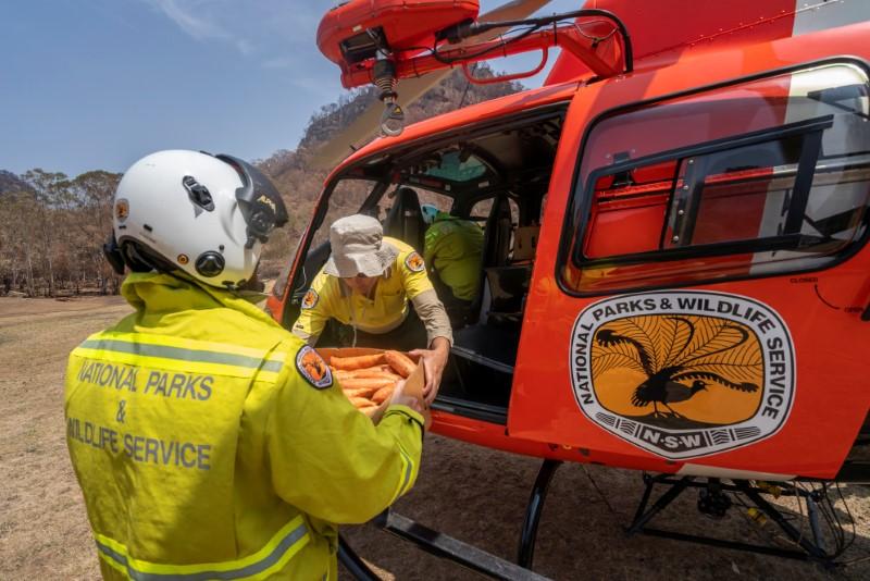 NSW's National Parks and Wildlife Service staff load carrots and sweet potatoes to air-drop for animals in wildfire-stricken areas, in Wollemi National Park, Australia, on Jan. 10, 2020. (NSW DPIE Environment, Energy and Science/Handout via Reuters)
