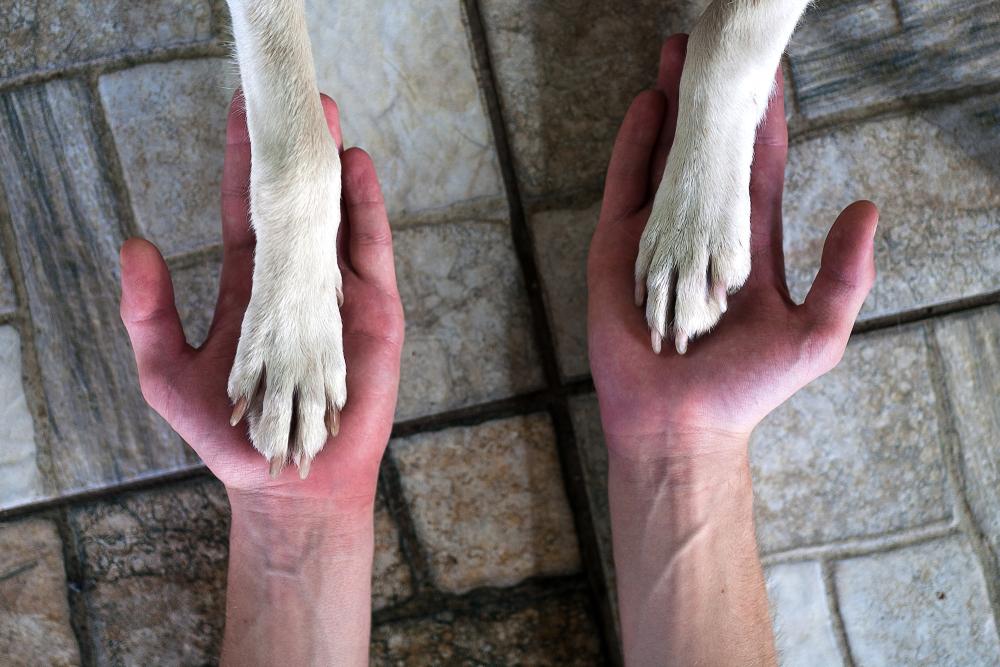 Illustration - Shutterstock | <a href="https://www.shutterstock.com/image-photo/human-hands-holding-dog-paws-trust-1034835157">Yemets</a>