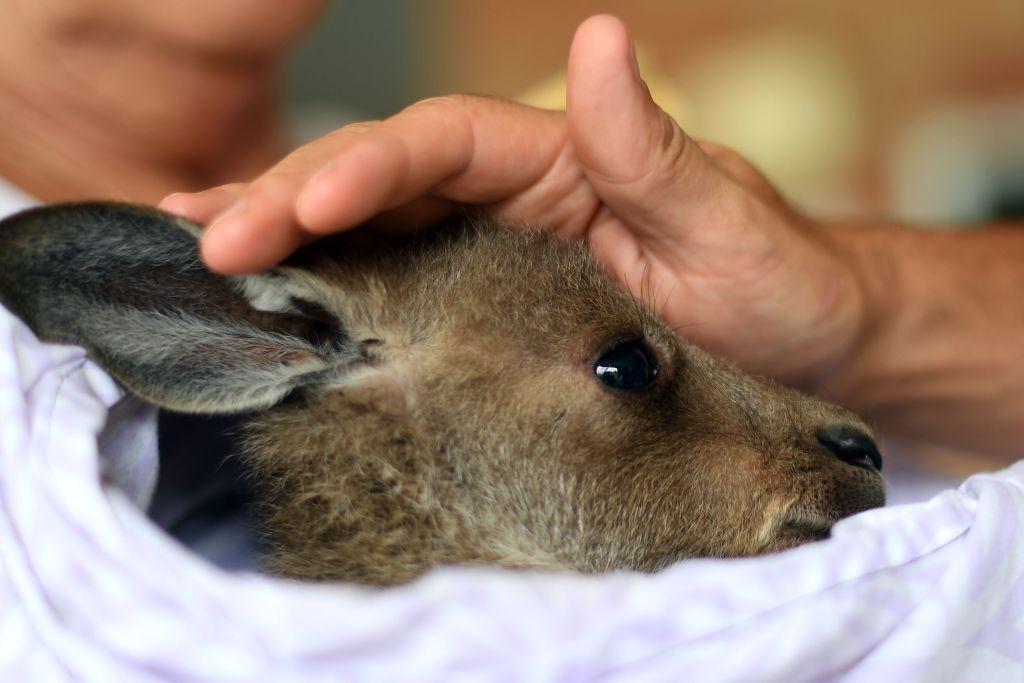 A rescued kangaroo with a WIRES wildlife rescue group volunteer on the outskirts of Sydney on Jan. 9, 2020 (©Getty Images | <a href="https://www.gettyimages.com/detail/news-photo/this-photo-taken-on-january-9-2020-shows-a-rescued-kangaroo-news-photo/1192773687?adppopup=true">SAEED KHAN</a>)