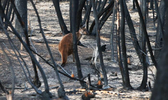 Photos Show Baby Trees Sprouting From the Ashes in Blacked Australian Forest After Bushfire Devastation