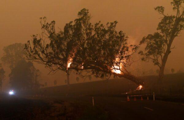 A burning gum tree is felled to stop it from falling on a car in Corbago, New South Wales, Australia, on Jan.5, 2020. (Tracey Nearmy/Reuters)
